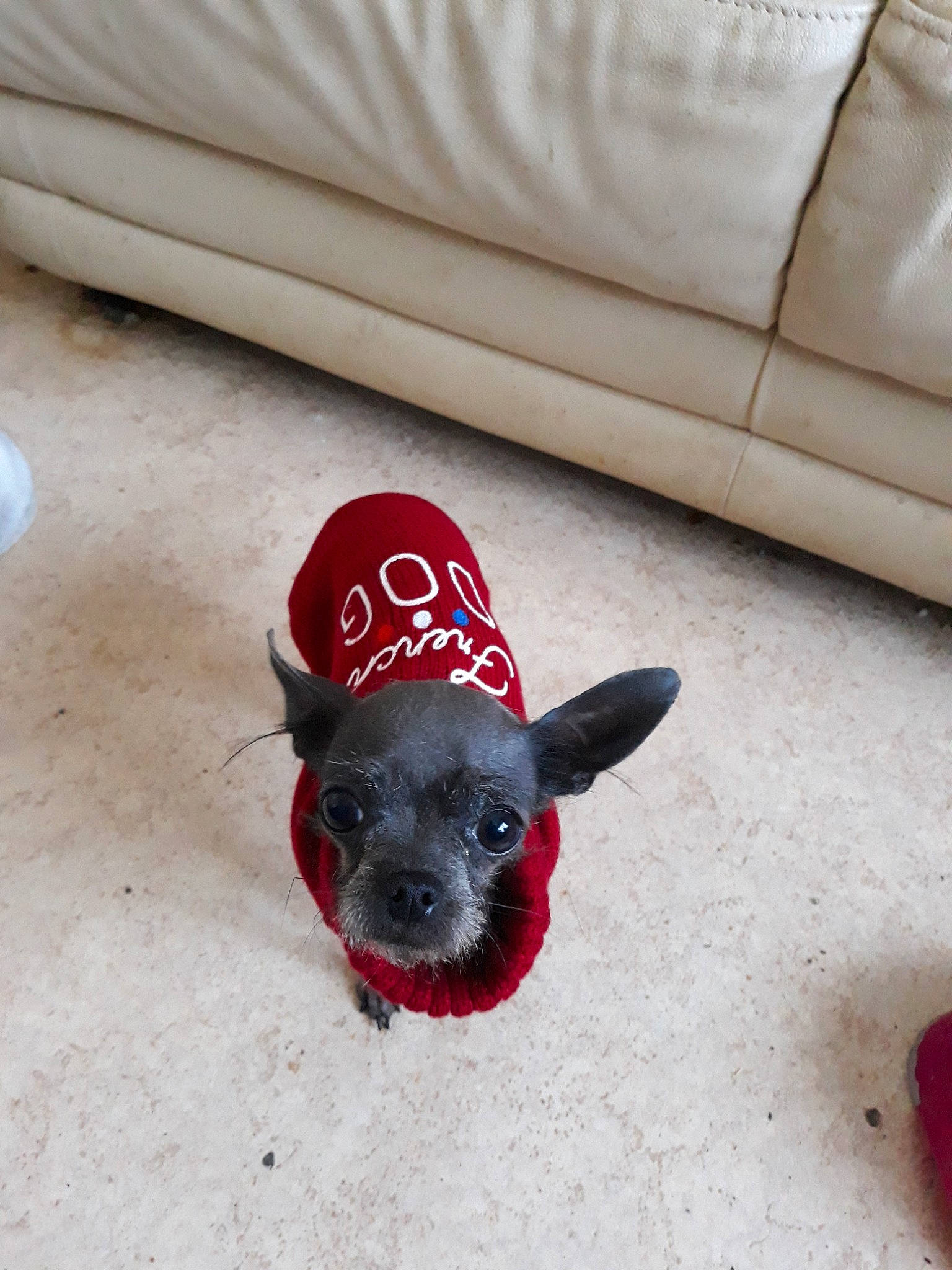 Kiki a rejoint le concours — aidez-le/la à gagner de superbes lots ! canidae, carnivore, chihuahua, companion_dog, dog, dog_breed, dog_clothes, dog_toy, fawn, french_bulldog, non_sporting_group, puppy, snout, sporting_group, toy_dog