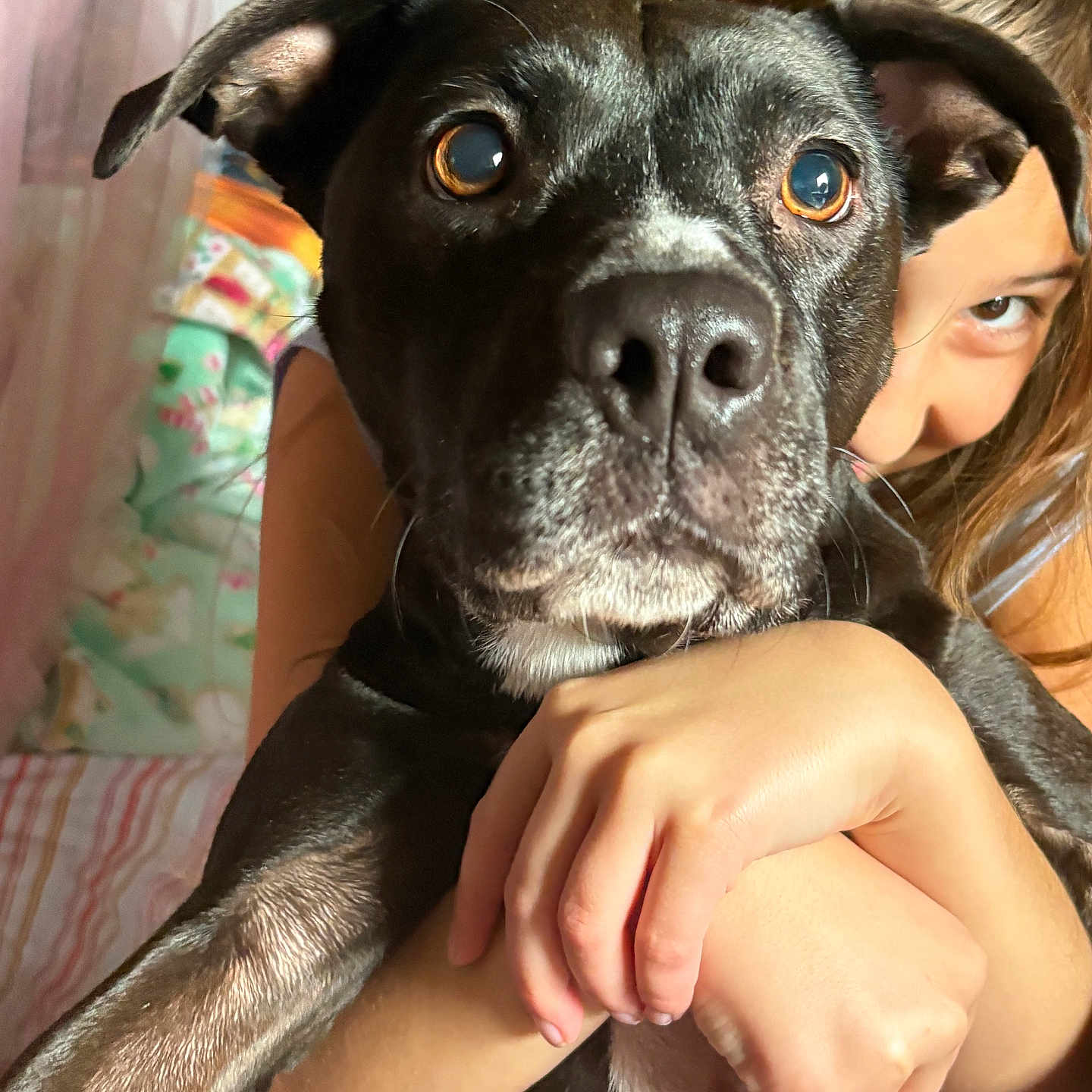 Cookie is registered to the contest to win money with this photo: affection, animal, bed, bedroom, blanket, child, close_up, cozy, cute, dog, eyes, face, fur, hand, hug, indoor, person, pet, pillow, smile