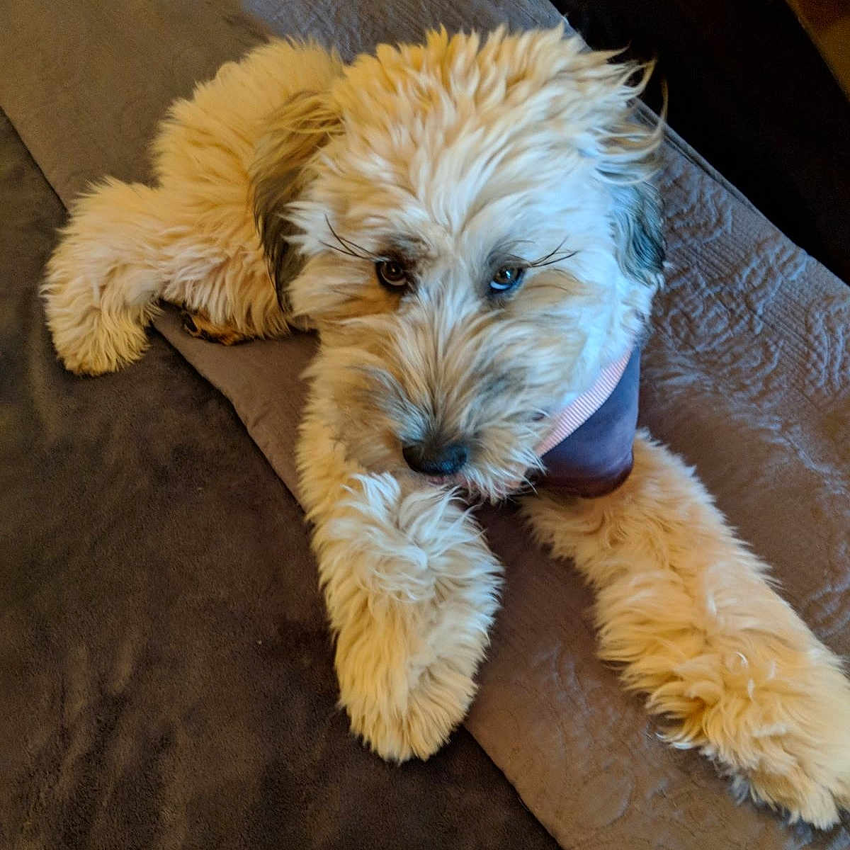 Sophia
