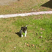 Buster joined the competition — help win amazing prizes! dog, grass, tennis_ball, outdoor, sunlight, car, black_and_white, pet, playing, small_dog, nature, leaf, daytime, animal, paw, canine, yard, shadow, toy, park