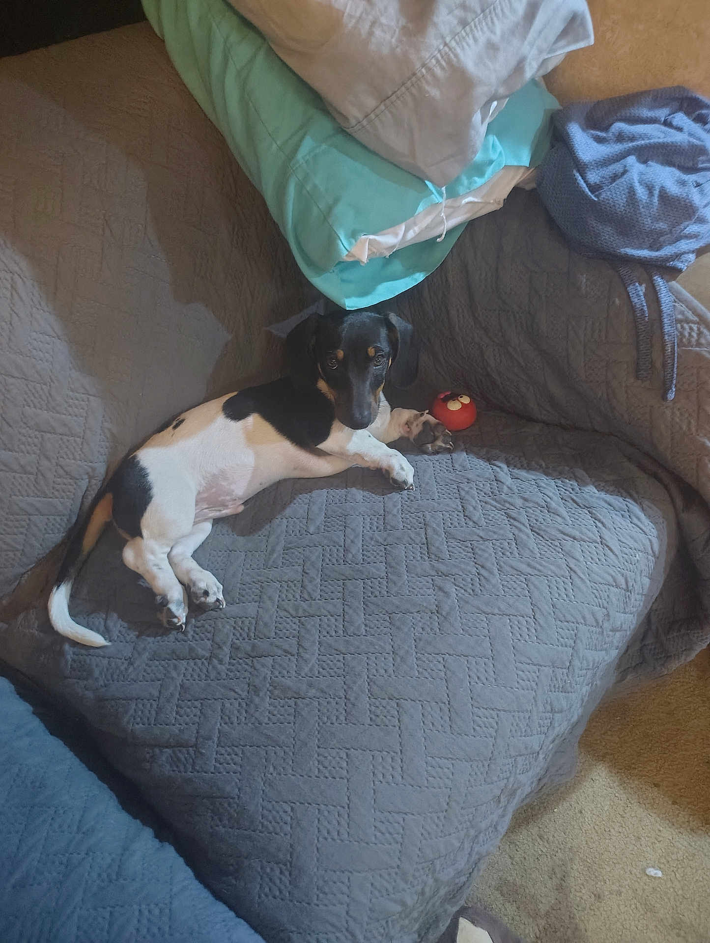 Buster is registered to the contest to win money with this photo: dog, black_and_white, couch, blanket, pillow, toy, indoor, pet, resting, cozy, fabric, carpet, small_dog, fur, animal, cute, relaxing, home, living_room, comfort