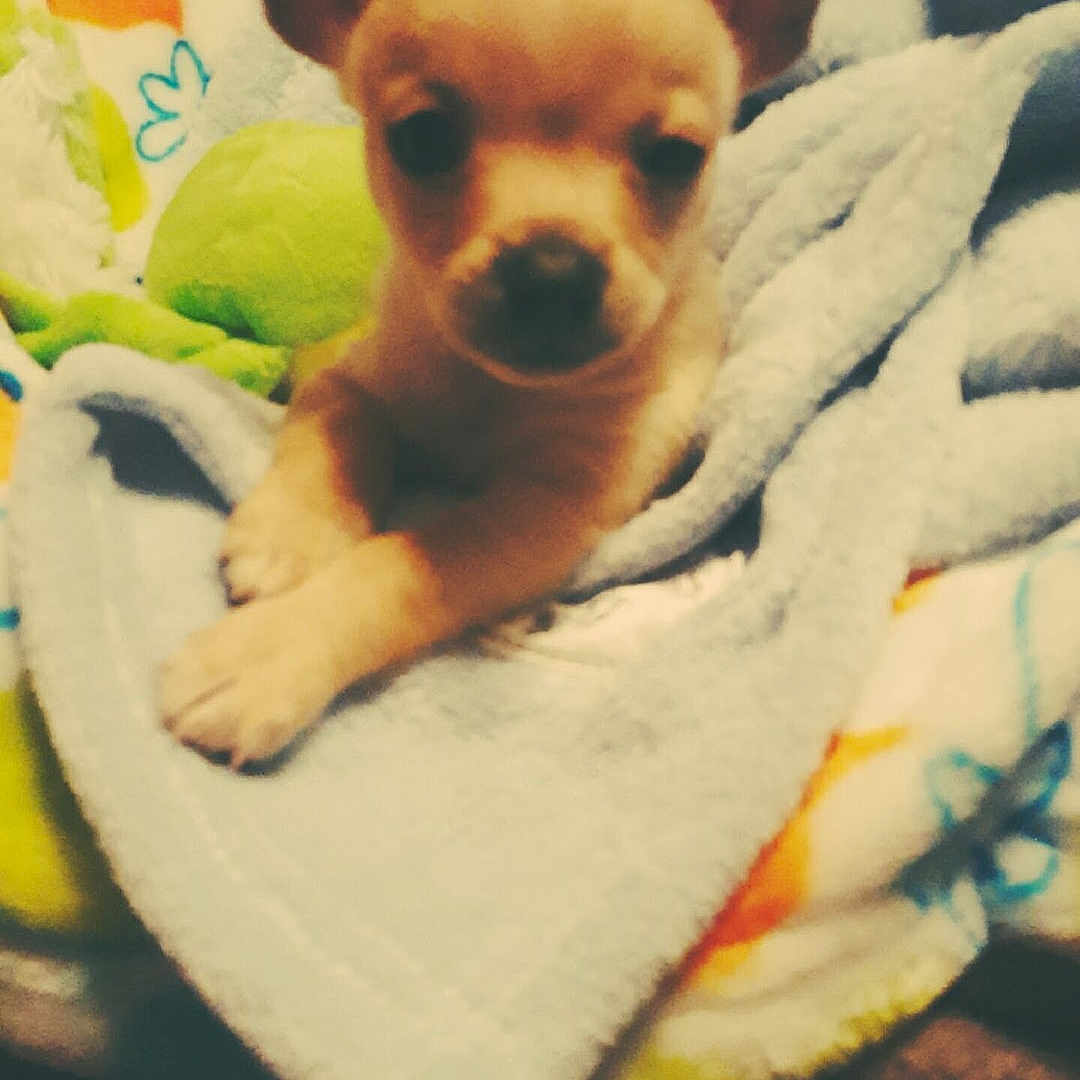 Trouble Locklear is registered to the contest to win money with this photo: animal, bed, blanket, colorful, comfort, cozy, curious, cute, dog, ears, fur, indoors, pet, puppy, resting, small, snuggled, soft, warm, young