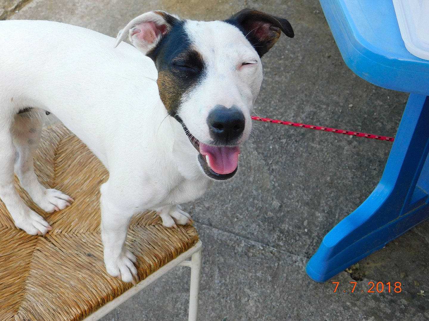 Mirza participe au concours pour gagner de l'argent avec cette photo : canidae, carnivore, companion_dog, dog, dog_breed, fawn, feist, jack_russell_terrier, mammal, rare_breed_dog, russell_terrier, smooth_fox_terrier, terrier, vertebrate