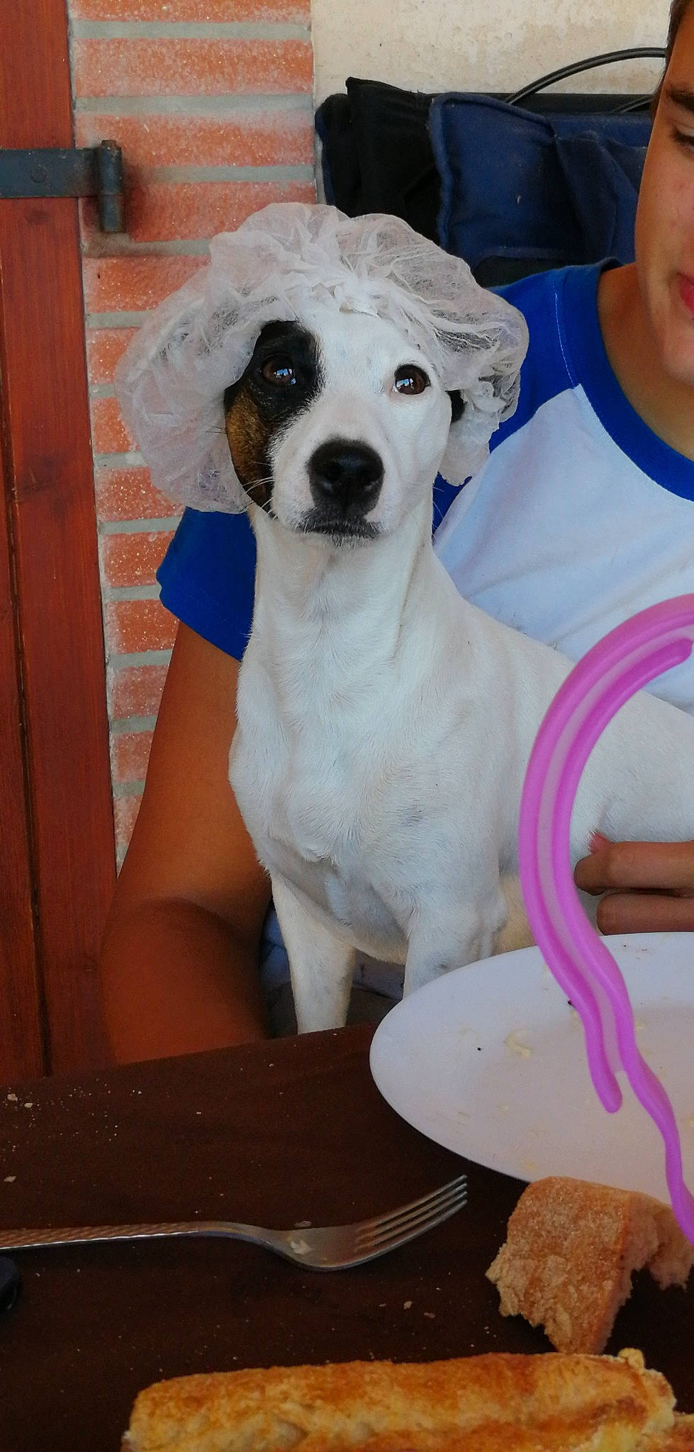 Mirza a rejoint le concours — aidez-le/la à gagner de superbes lots ! canidae, carnivore, companion_dog, dog, dog_breed, fawn, mammal, puppy, puppy_love, rare_breed_dog, sporting_group, vertebrate