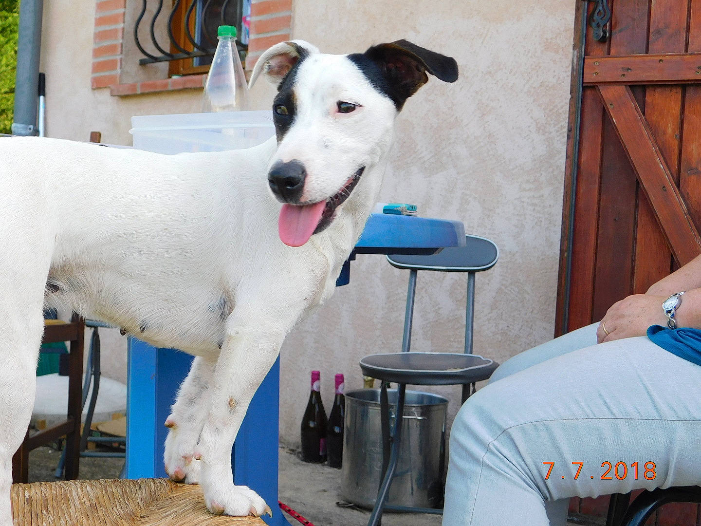 Mirza a rejoint le concours — aidez-le/la à gagner de superbes lots ! canidae, carnivore, companion_dog, dog, dog_breed, mammal, rare_breed_dog, vertebrate