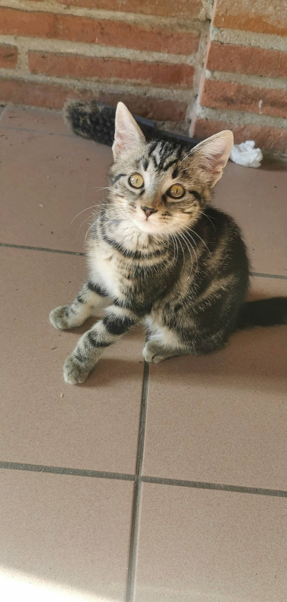 Peneuts participe au concours pour gagner de l'argent avec cette photo : aegean_cat, american_shorthair, american_wirehair, asian, california_spangled, carnivore, cat, domestic_short_haired_cat, dragon_li, egyptian_mau, european_shorthair, felidae, kitten, mammal, pixie_bob, small_to_medium_sized_cats, tabby_cat, vertebrate, whiskers, wild_cat