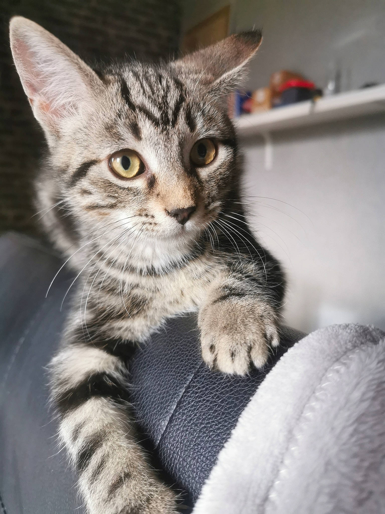 Peneuts a rejoint le concours — aidez-le/la à gagner de superbes lots ! aegean_cat, american_shorthair, american_wirehair, asian, australian_mist, carnivore, cat, domestic_short_haired_cat, dragon_li, egyptian_mau, european_shorthair, felidae, kitten, mammal, pixie_bob, small_to_medium_sized_cats, snout, tabby_cat, vertebrate, whiskers