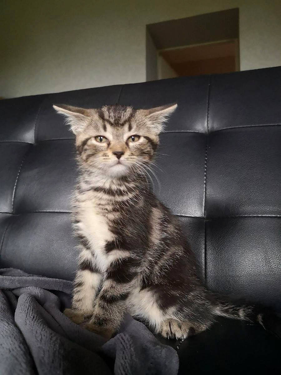 Peneuts a rejoint le concours — aidez-le/la à gagner de superbes lots ! american_shorthair, asian, british_semi_longhair, carnivore, cat, domestic_long_haired_cat, domestic_short_haired_cat, dragon_li, european_shorthair, felidae, kitten, maine_coon, mammal, norwegian_forest_cat, pixie_bob, siberian, small_to_medium_sized_cats, tabby_cat, vertebrate, whiskers