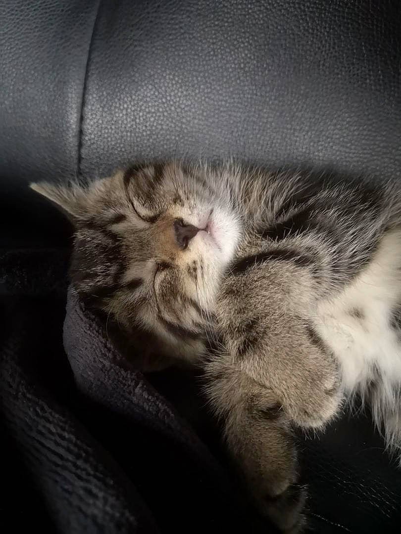 Peneuts participe au concours pour gagner de l'argent avec cette photo : american_shorthair, asian, black_and_white, carnivore, cat, domestic_short_haired_cat, dragon_li, european_shorthair, felidae, fur, kitten, nap, norwegian_forest_cat, pixie_bob, sky, sleep, small_to_medium_sized_cats, snout, tabby_cat, whiskers