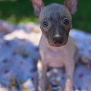 Gloria a rejoint le concours — aidez-le/la à gagner de superbes lots ! puppy, dog, outdoor, blanket, ears, cute, animal, pet, sitting, young, curious, nature, garden, playful, fur, domestic_animal, portrait, daylight, adorable, canine