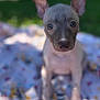 puppy, dog, outdoor, blanket, ears, cute, animal, pet, sitting, young, curious, nature, garden, playful, fur, domestic_animal, portrait, daylight, adorable, canine