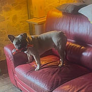 Jack participe au concours pour gagner de l'argent avec cette photo : animal, couch, cozy, dog, domestic, french_bulldog, furniture, home_interior, indoor, lamp, leather_couch, pet, pillow, playful, standing, stone_wall, table_lamp, toy, warm_light, wooden_floor