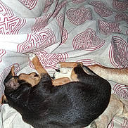 Baya participe au concours pour gagner de l'argent avec cette photo : animal, black, blanket, brown, closeup, comfort, cozy, cute, dog, fur, indoor, lying_down, pattern, paw, pet, puppy, resting, sleeping, soft, young_dog