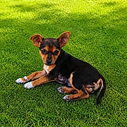 Baya participe au concours pour gagner de l'argent avec cette photo : puppy, dog, grass, outdoor, animal, pet, cute, small, black_and_brown, ears, laying_down, nature, young, adorable, fur, relaxed, sunlight, green, mammal, canine