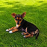 puppy, dog, grass, outdoor, animal, pet, cute, small, black_and_brown, ears, laying_down, nature, young, adorable, fur, relaxed, sunlight, green, mammal, canine