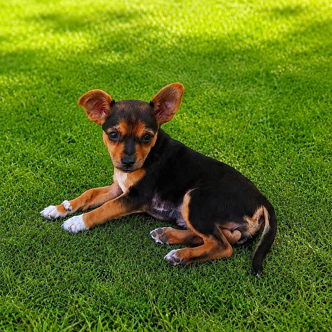 Baya participe au concours pour gagner de l'argent avec cette photo : puppy, dog, grass, outdoor, animal, pet, cute, small, black_and_brown, ears, laying_down, nature, young, adorable, fur, relaxed, sunlight, green, mammal, canine