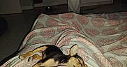 Baya participe au concours pour gagner de l'argent avec cette photo : bed, blanket, cozy, dog, domestic, dresser, ears, fan, floor, indoor, lying_down, night, pattern, paw, quiet, resting, room, sleeping, small_dog, tile_floor