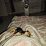 bed, blanket, cozy, dog, domestic, dresser, ears, fan, floor, indoor, lying_down, night, pattern, paw, quiet, resting, room, sleeping, small_dog, tile_floor
