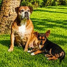 animal, canine, companion, daylight, dog, dogs, ears, fur, grass, greenery, lying_down, nature, outdoor, pet, portrait, relaxing, sitting, snout, sunlight, tree