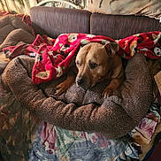 Mr.bentley joined the competition — help win amazing prizes! animal, bed, blanket, brown_dog, canine, comfort, couch, cozy, decor, dog, furniture, home, indoor, patterned_blanket, pet, pillow, plush, red_blanket, relaxation, resting