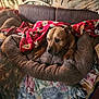 animal, bed, blanket, brown_dog, canine, comfort, couch, cozy, decor, dog, furniture, home, indoor, patterned_blanket, pet, pillow, plush, red_blanket, relaxation, resting
