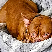 Brixx is registered to the contest to win money with this photo: bed, blanket, brown_dog, closeup, collar, cozy, dog, ears, eyes, fabric, face, fur, indoor, muzzle, paws, pet, portrait, resting, sleepy, texture