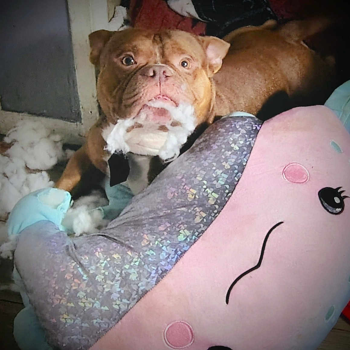 Brixx joined the competition — help win amazing prizes! animal, brown_dog, chewing, cute, dog, expression, fabric, face, floor, fluffy, guilty_look, household, indoor, mess, pet, pink_toy, playful, plush_toy, stuffing, toy_destruction