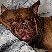Brixx joined the competition — help win amazing prizes! animal, blanket, brown, closeup, comfort, cozy, cute, dog, ears, fur, indoor, nap, pet, relaxed, resting, sleeping, snout, texture, tongue_out, wrinkled_face