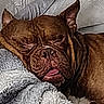animal, blanket, brown, closeup, comfort, cozy, cute, dog, ears, fur, indoor, nap, pet, relaxed, resting, sleeping, snout, texture, tongue_out, wrinkled_face