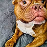 Brixx is registered to the contest to win money with this photo: animal, bed, blanket, brown_dog, canine, close_up, companion, curious, dog, ears, face, fur, indoor, lying_down, nose, paw, pet, portrait, resting, white_chest