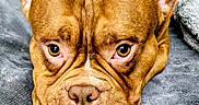 Brixx joined the competition — help win amazing prizes! animal, blanket, brown_dog, canine, close_up, cozy, cute, dog, ears, expression, eyes, face, indoor, lying_down, nose, pet, portrait, relaxed, soft_texture, wrinkles