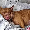 Brixx joined the competition — help win amazing prizes! animal, bed, blanket, brown, comfort, companion, cozy, cute, dog, domestic, ears, fur, indoors, pet, relaxed, resting, sleeping, snout, tongue_out, wrinkles