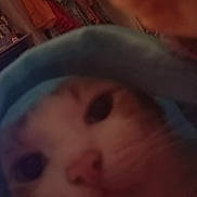 Caline participe au concours pour gagner de l'argent avec cette photo : cat, hoodie, close_up, blurry, indoor, pet, face, animal, feline, clothing, background, furniture, fabric, soft, cute, domestic, whiskers, nose, eyes, cozy