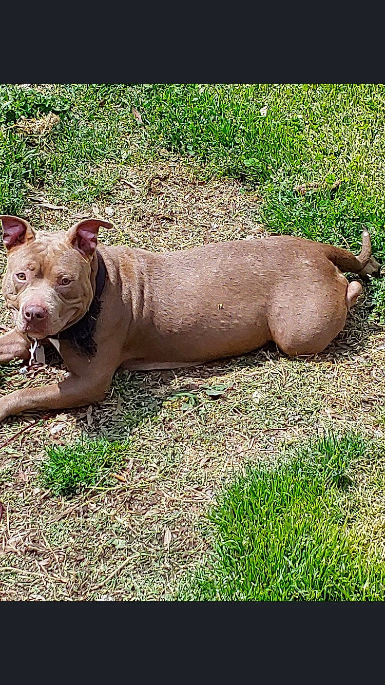 Sable joined the competition — help win amazing prizes! american_pit_bull_terrier, american_staffordshire_terrier, canidae, carnivore, companion_dog, dog, dog_breed, fawn, grass, mammal, non_sporting_group, pit_bull, rare_breed_dog, snout, sporting_group, terrier, vertebrate