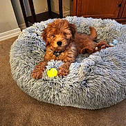 Alika joined the competition — help win amazing prizes! animal, brown_dog, carpet, collar, cozy, cute, dog, domestic_animal, floor, fluffy, furniture, indoor, pet_bed, puppy, relaxing, resting, small_dog, tennis_ball, toy, wooden_cabinet