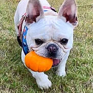 Walter is registered to the contest to win money with this photo: autumn, close_up, cute, dog, ears, french_bulldog, grass, harness, lawn, muzzle, outdoor, pet, playful, portrait, pumpkin, small_toy, smile, tongue, walking, white_fur