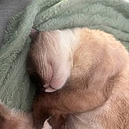 Keeva is registered to the contest to win money with this photo: cat, sleeping, fur, whiskers, blanket, cozy, resting, pet, animal, cute, soft, domestic_cat, relaxation, close_up, indoor, nap, feline, peaceful, cuddly, comfort