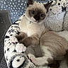 Keeva is registered to the contest to win money with this photo: cat, kitten, siamese, pet_bed, collar, bell, paws, fur, indoor, resting, cute, cozy, pattern, animal, cute_pet, feline, closeup, sleepy, relaxed, domestic_animal