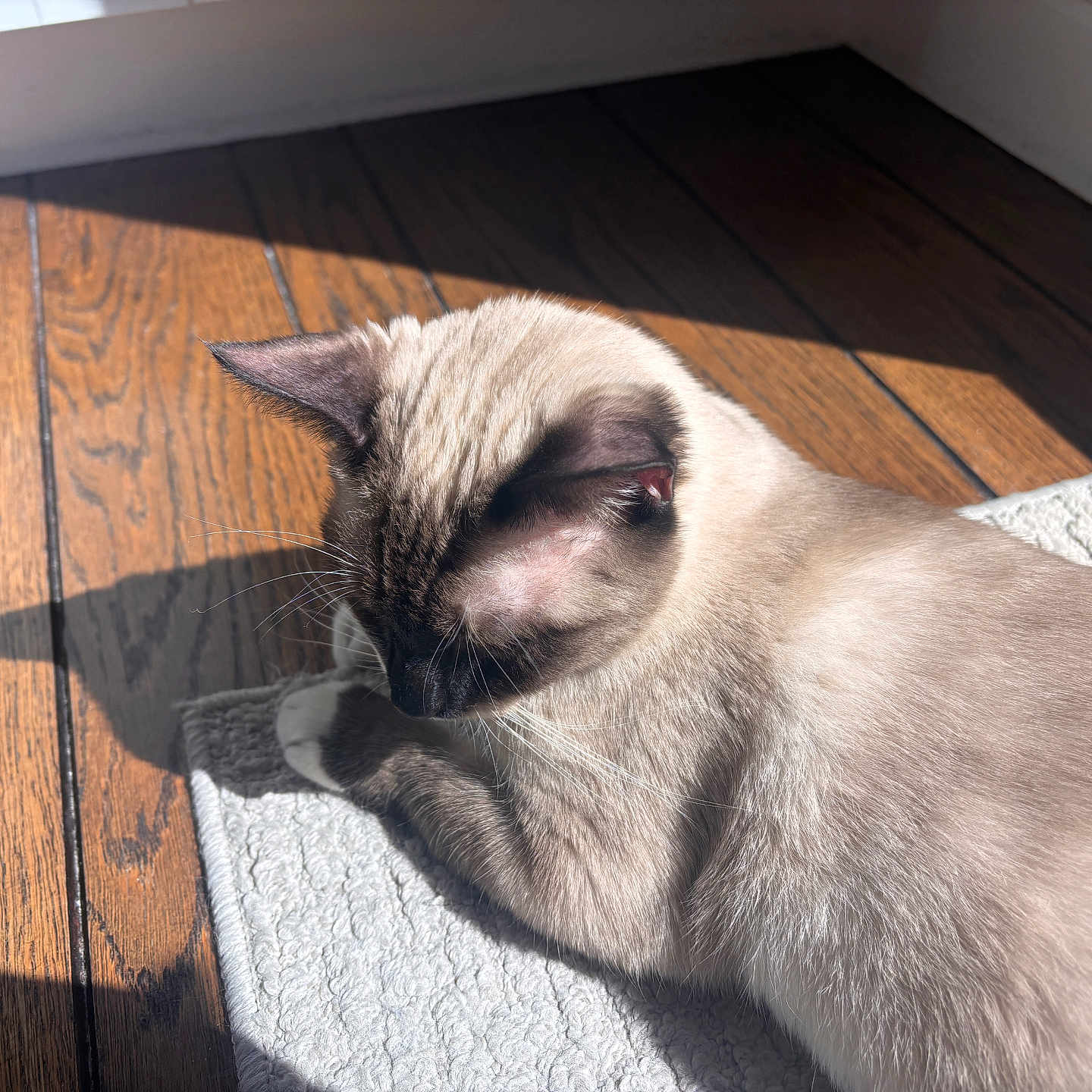 Keeva joined the competition — help win amazing prizes! cat, siamese_cat, indoor, wooden_floor, sunlight, shadow, relaxing, pet, feline, animal, fur, whiskers, ears, texture, rug, closeup, sleeping, quiet, peaceful, resting