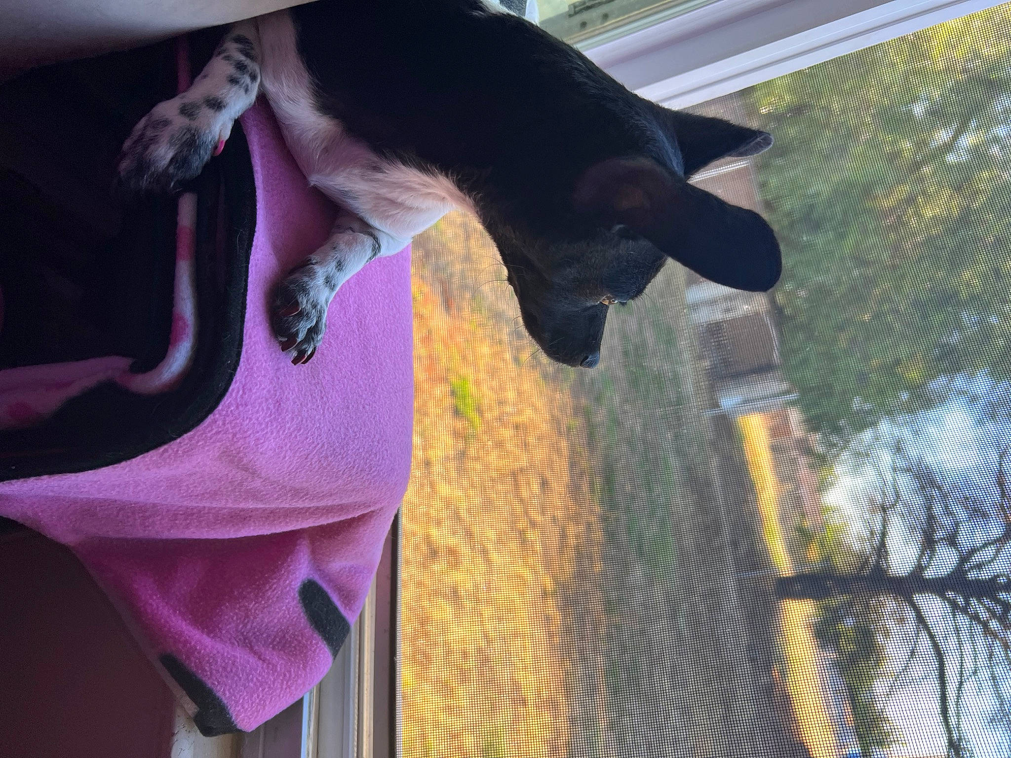 Indica joined the competition — help win amazing prizes! carnivore, collar, companion_dog, dog, dog_breed, fawn, felidae, fur, magenta, pet_supply, plant, shade, small_to_medium_sized_cats, snout, sporting_group, tail, tints_and_shades, tree, water, window
