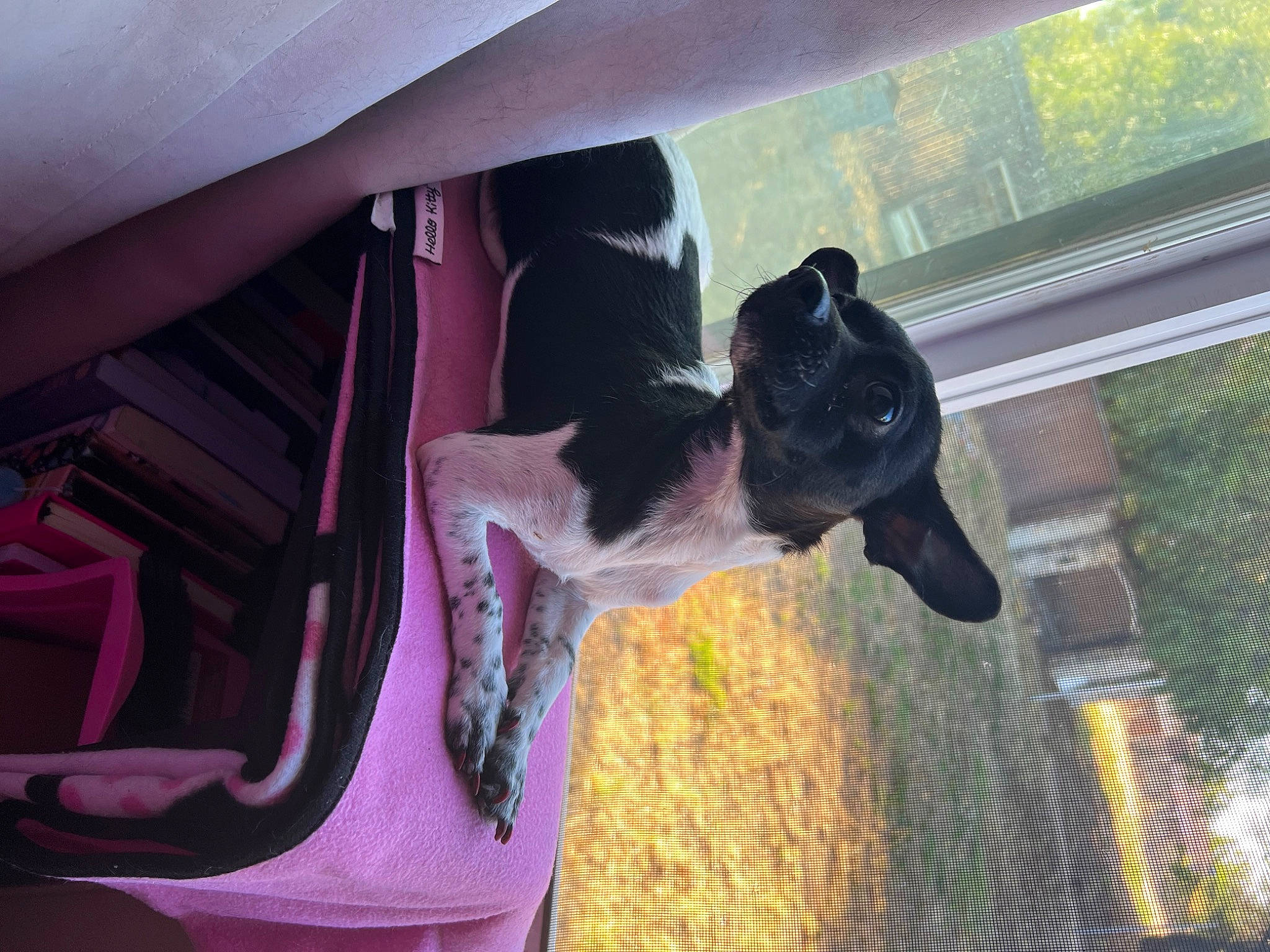 Indica joined the competition — help win amazing prizes! auto_part, automotive_exterior, car, carnivore, collar, companion_dog, dog, dog_breed, fawn, fun, fur, grass, magenta, plant, snout, sporting_group, tints_and_shades, vehicle, vehicle_door, window