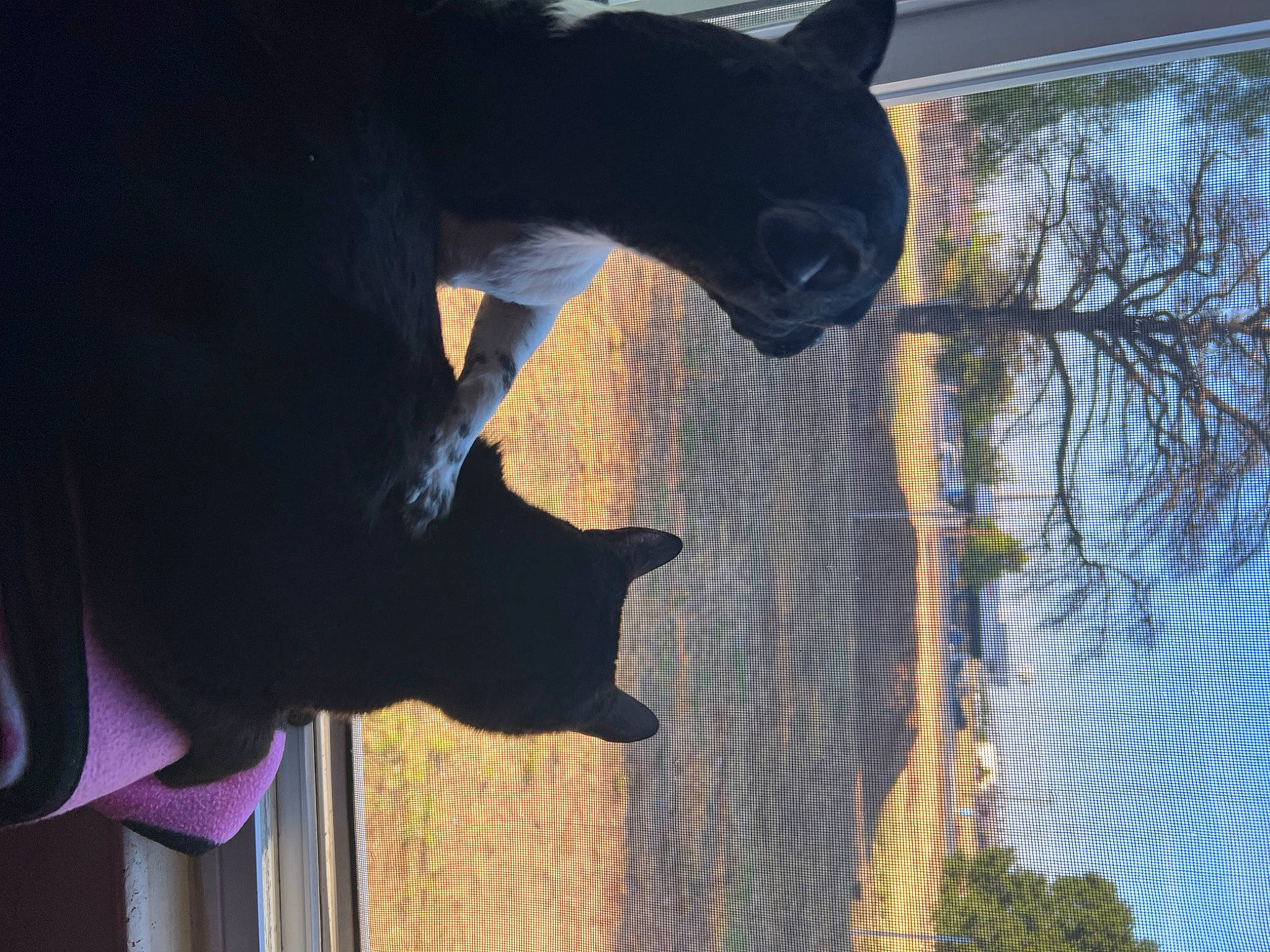 Indica is registered to the contest to win money with this photo: building, carnivore, cat, dog, dog_breed, felidae, fur, plant, shadow, sky, small_to_medium_sized_cats, snout, sporting_group, tail, terrestrial_animal, tints_and_shades, tree, trunk, water, wood