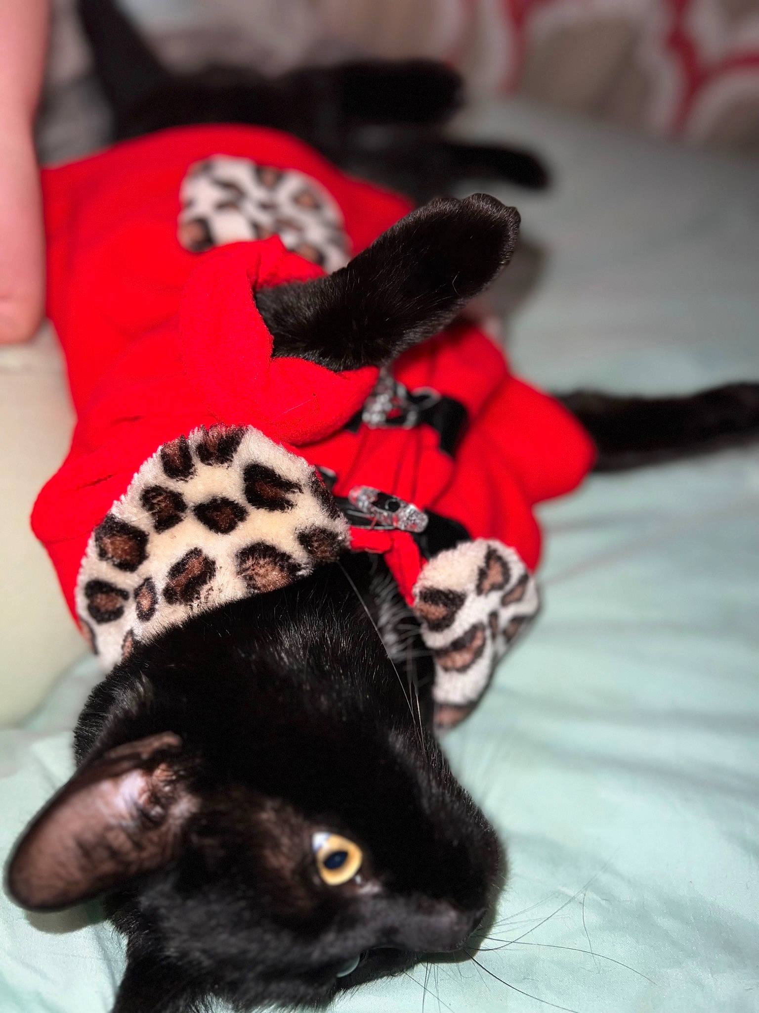 Sage is registered to the contest to win money with this photo: beanie, cap, carmine, cat, comfort, costume_hat, domestic_short_haired_cat, fashion_accessory, felidae, fur, hair_accessory, linens, plush, small_to_medium_sized_cats, stuffed_toy, tail, teddy_bear, textile, whiskers, wool