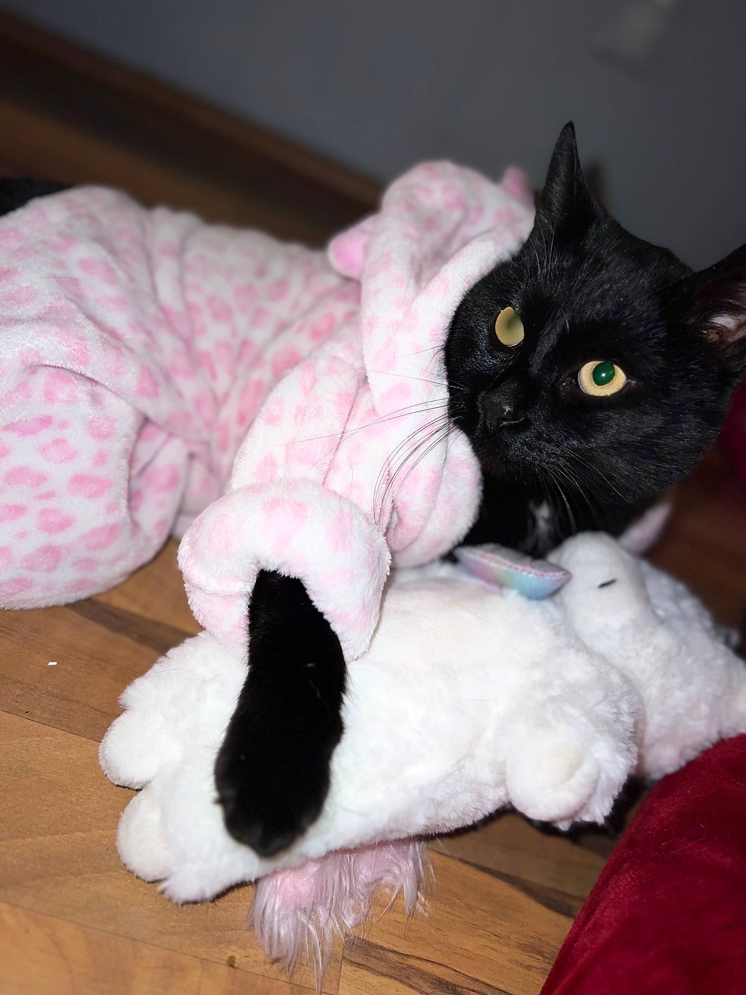 Sage joined the competition — help win amazing prizes! black_cat, bombay, carnivore, cat, cat_bed, cat_supply, claw, comfort, domestic_short_haired_cat, felidae, fur, lap, mammal, paw, small_to_medium_sized_cats, snout, stuffed_toy, tail, toy, whiskers