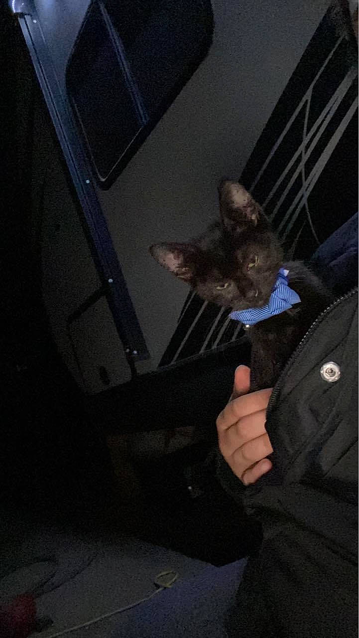 Sage is registered to the contest to win money with this photo: auto_part, automotive_exterior, automotive_lighting, automotive_tire, bat, bumper, darkness, electric_blue, felidae, formal_wear, fur, gesture, night, room, small_to_medium_sized_cats, tail, tie, vehicle_door, whiskers, wing