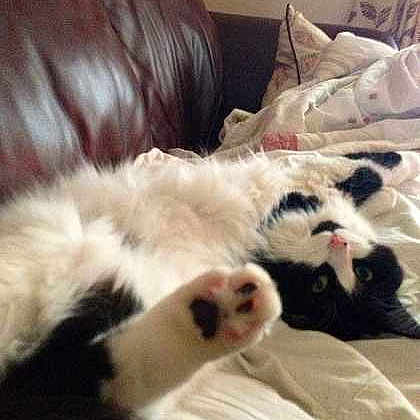 Dexter is registered to the contest to win money with this photo: