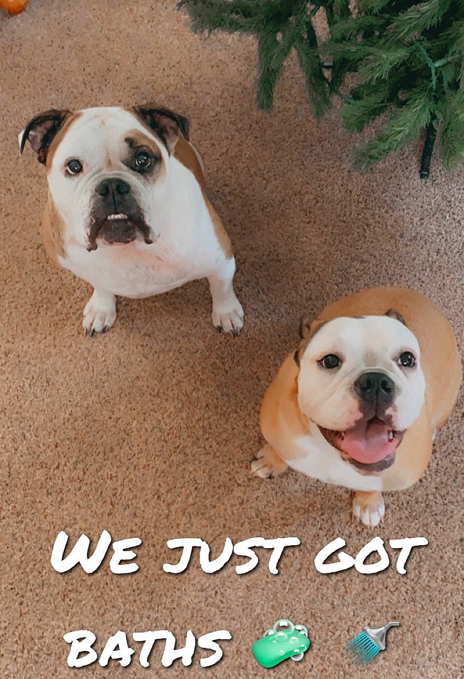 Buck is registered to the contest to win money with this photo: art, bulldog, canidae, carnivore, companion_dog, dog, dog_breed, fawn, flooring, grass, handwriting, paw, photo_caption, plant, puppy_love, snout, sporting_group, terrestrial_animal, toy_dog, working_animal