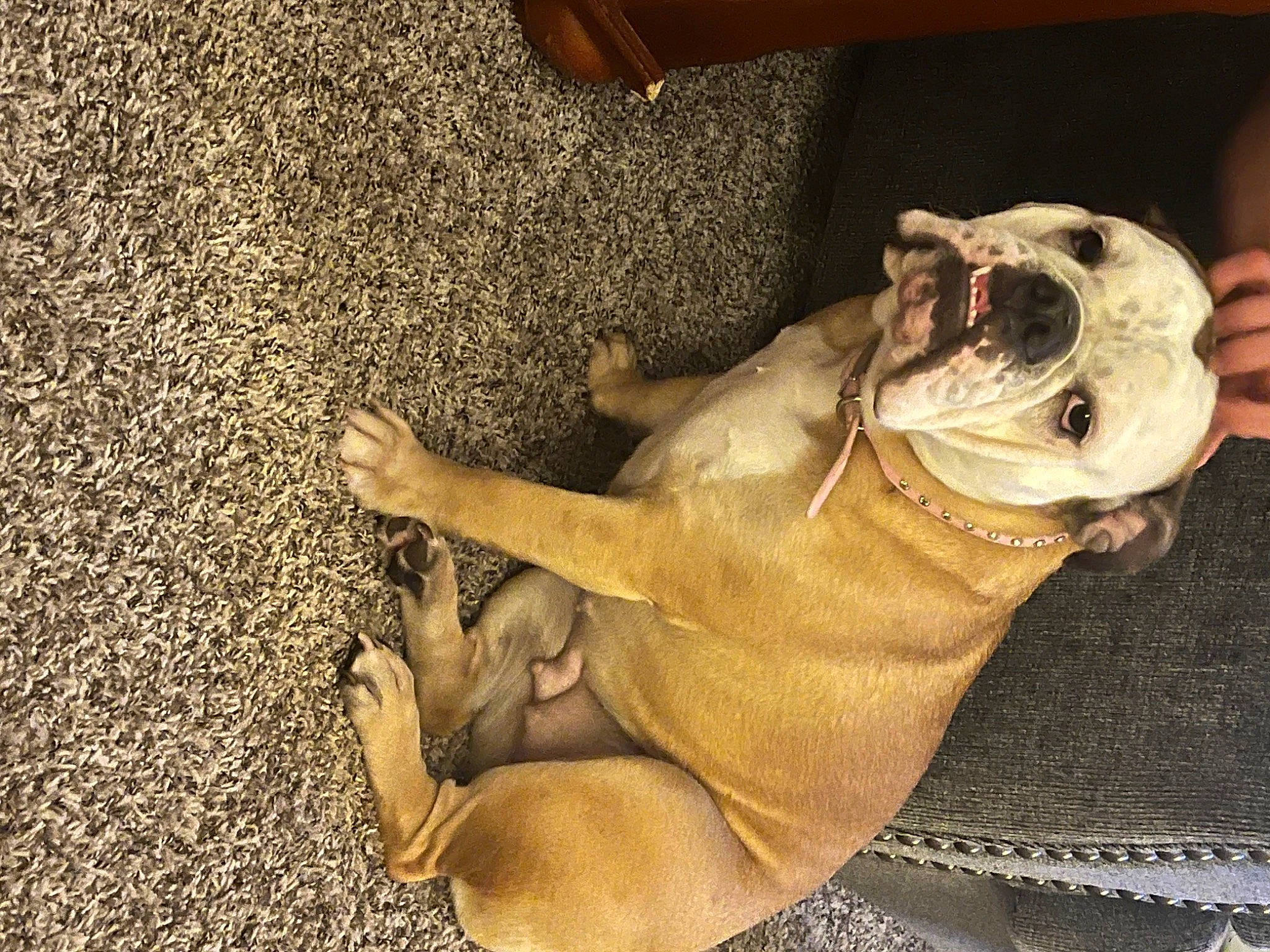 Lou Lou joined the competition — help win amazing prizes! bulldog, canidae, carnivore, collar, comfort, companion_dog, dog, dog_breed, dog_collar, fawn, guard_dog, non_sporting_group, paw, puppy, soil, sporting_group, terrestrial_animal, whiskers, working_animal, wrinkle