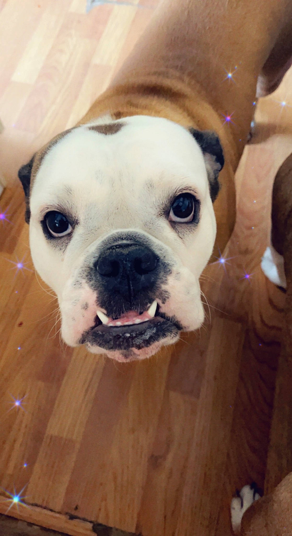 Lou Lou joined the competition — help win amazing prizes! bulldog, canidae, carnivore, collar, companion_dog, dog, dog_breed, dog_collar, eye, fawn, flooring, head, jaw, puppy_love, snout, sporting_group, whiskers, wood, working_animal, wrinkle
