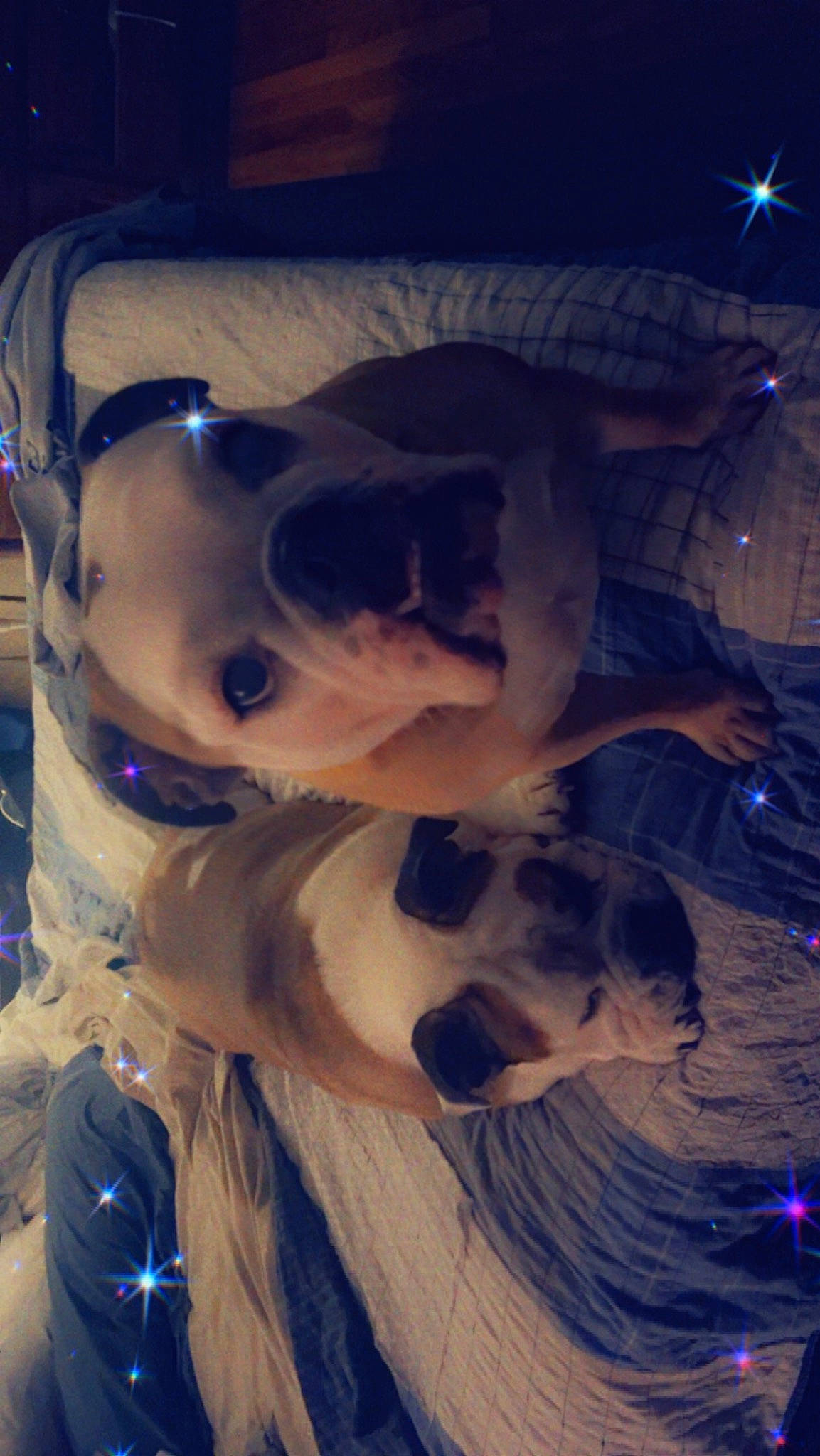 Lou Lou joined the competition — help win amazing prizes! canidae, carnivore, companion_dog, dog, dog_breed, electric_blue, event, eyewear, fawn, fun, fur, goggles, lens_flare, selfie, snout, space, sporting_group, tree, whiskers, winter